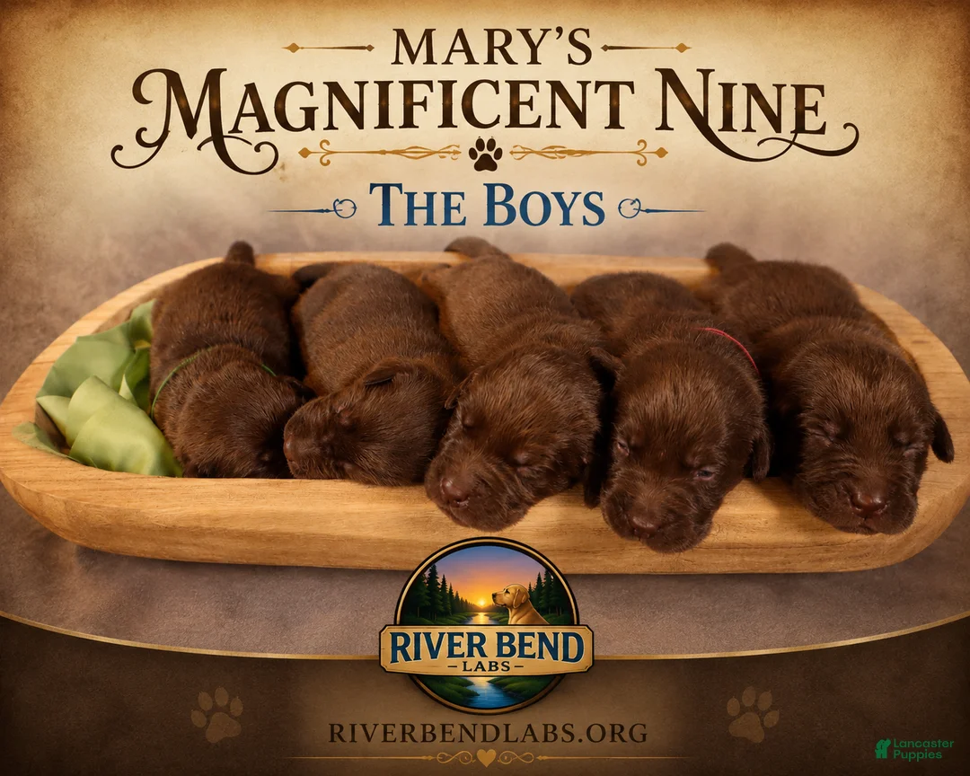 Labrador Retriever dogs for sale: Ms. Brown - Ad 9