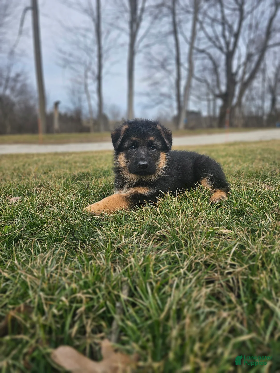 German Shepherd dogs for sale: Max - Ad 2