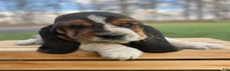 Basset Hound dogs for sale: Oscar - Ad 5