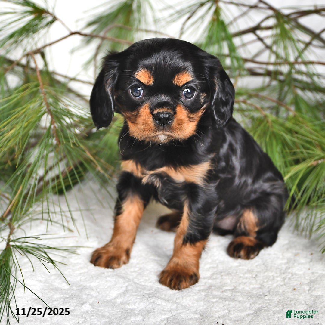 Cavalier King Charles Spaniel dogs for sale: Audrey- (chocolate carrier) - Ad 1