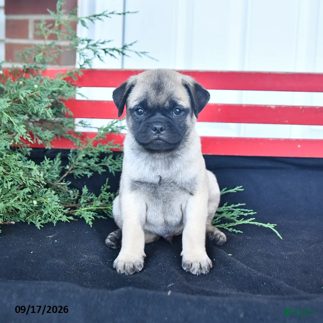 Mixed Breed dogs for sale: Twilight - Ad 2