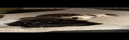 Mixed Breed dogs for sale: Daze - Ad 2