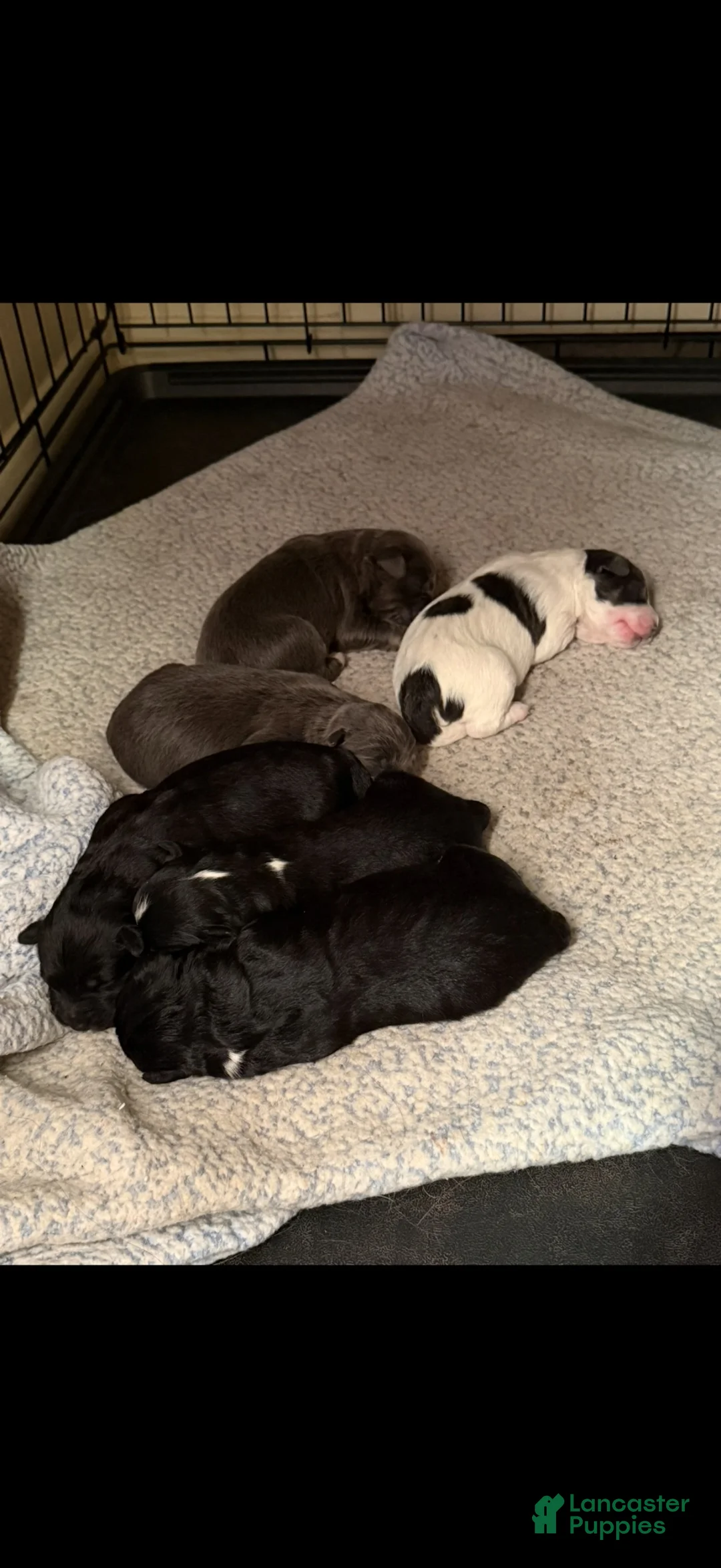 Mixed Breed dogs for sale: Daze - Ad 2
