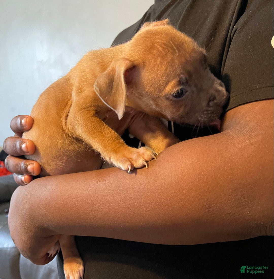 American Pit Bull Terrier dogs for sale: American Pit Bull Terrier Puppy 7 - Ad 2
