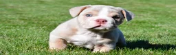 Beabull dogs for sale: Lakota - Ad 3
