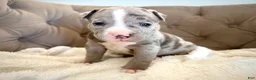 American Bully dogs for sale: Axel - XL American Bully Puppy  - Ad 12