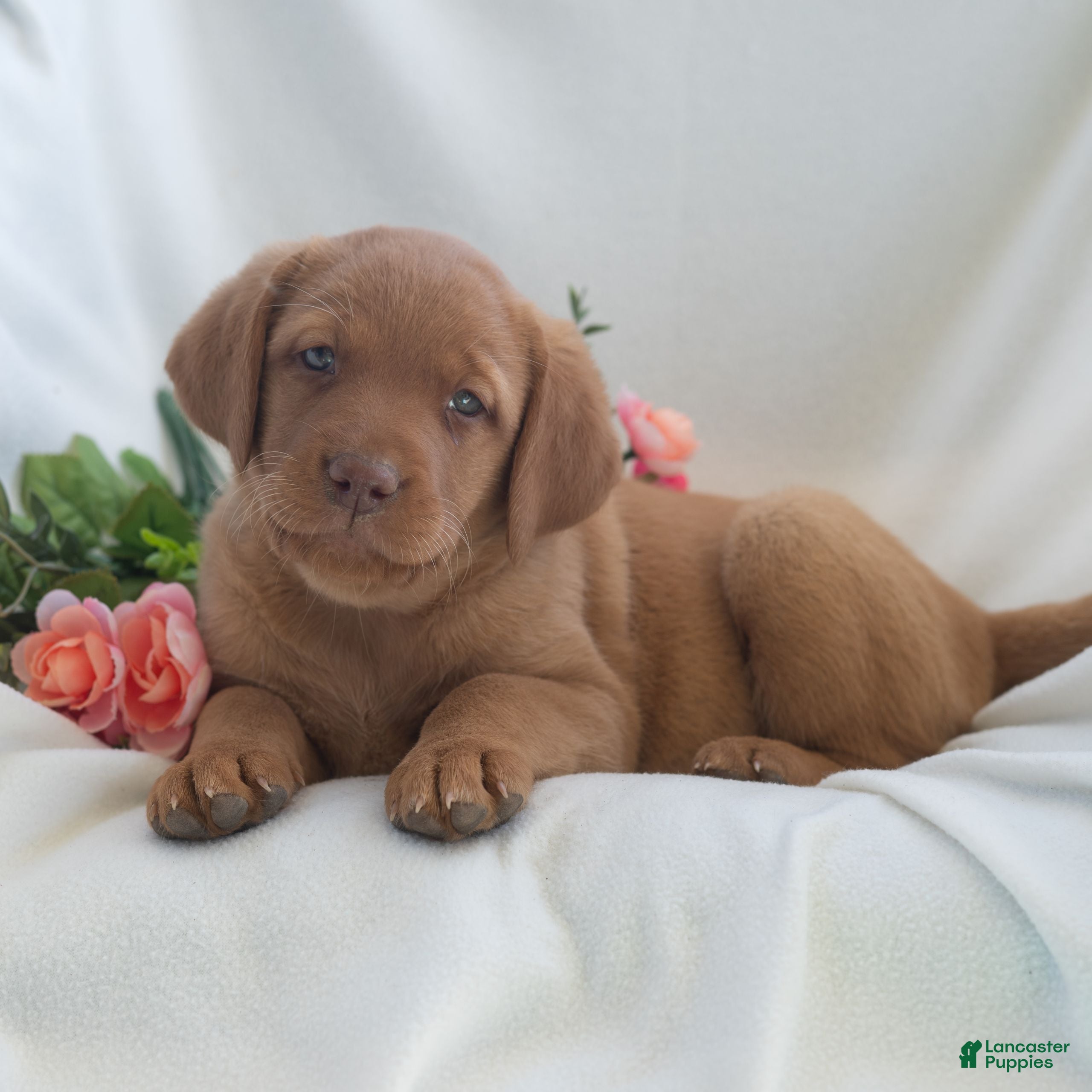 Labrador Retriever dogs Jessica  - Ad 2