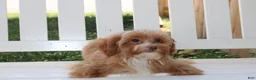 Shihpoo dogs for sale: Theo - Ad 4