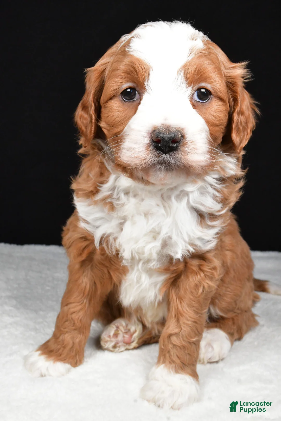 Mini Goldendoodle dogs for sale: Boomer - Ad 3