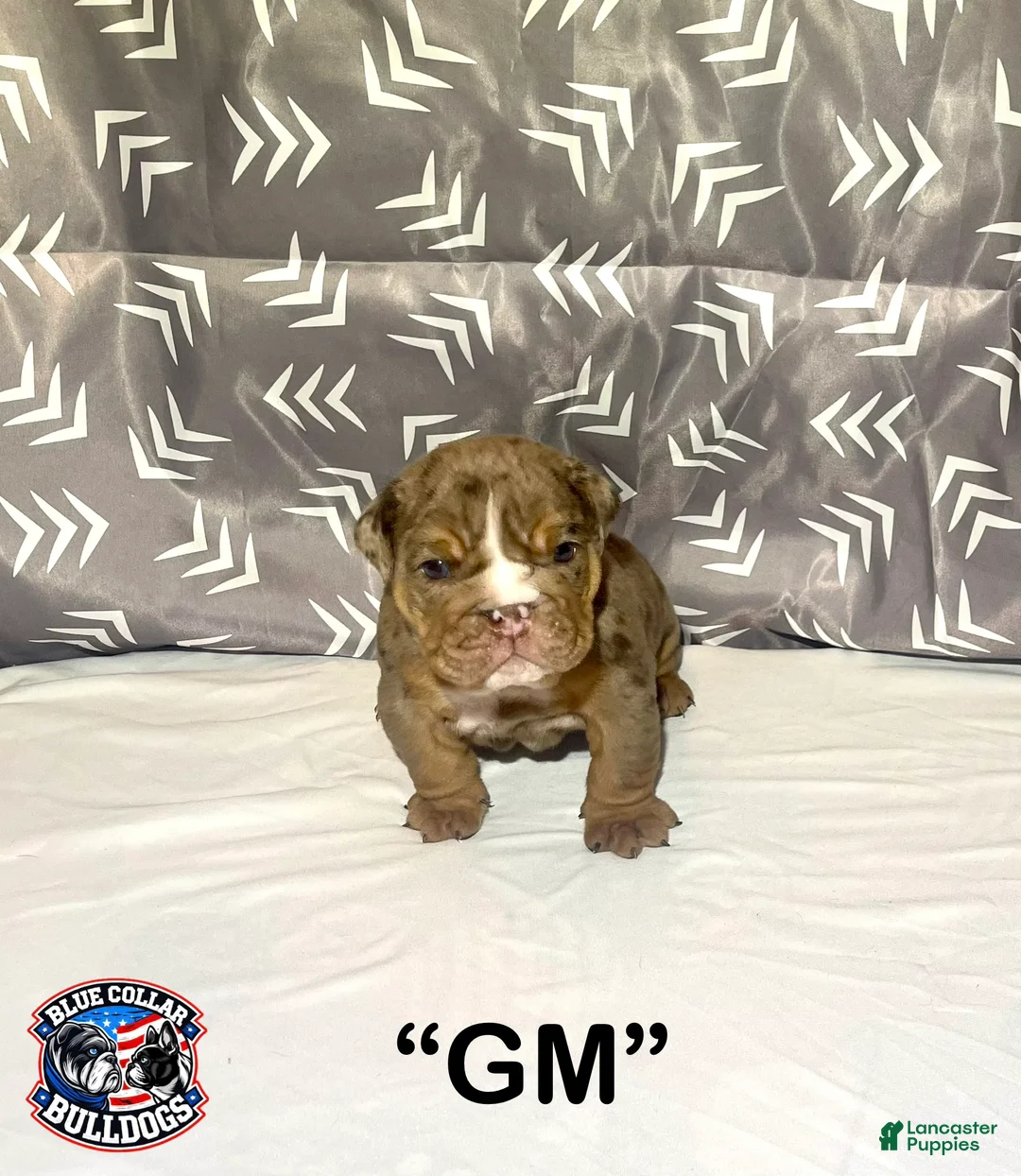 English Bulldog dogs for sale: English Bulldog Puppy - GM  - Ad 2