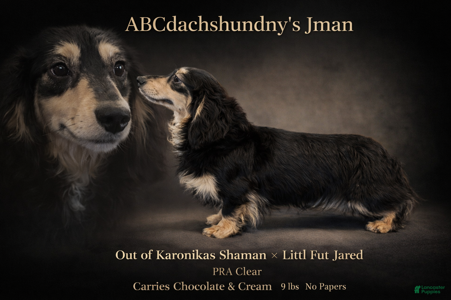 Miniature Dachshund dogs Miniature Dachshund Puppy 1 - Ad 41