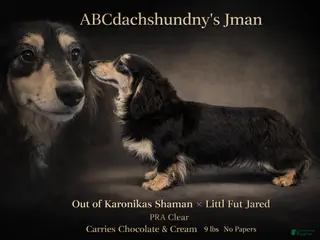 Miniature Dachshund dogs Miniature Dachshund Puppy 1 - Ad 41