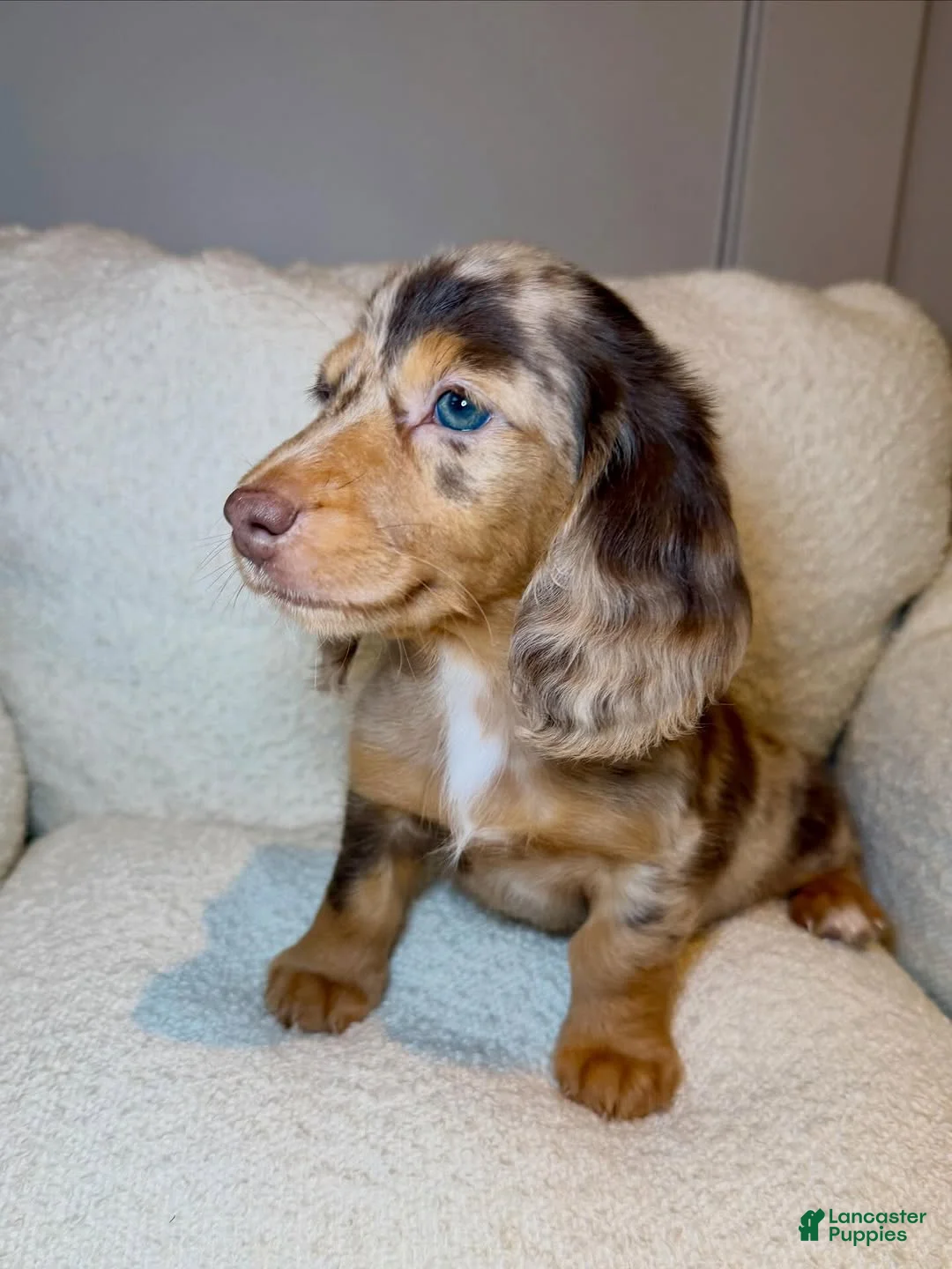 Dachshund dogs for sale: Dachshund Puppy 7 - Ad 2