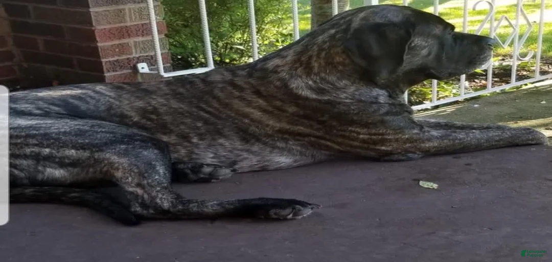 Gallery Image {{count}}