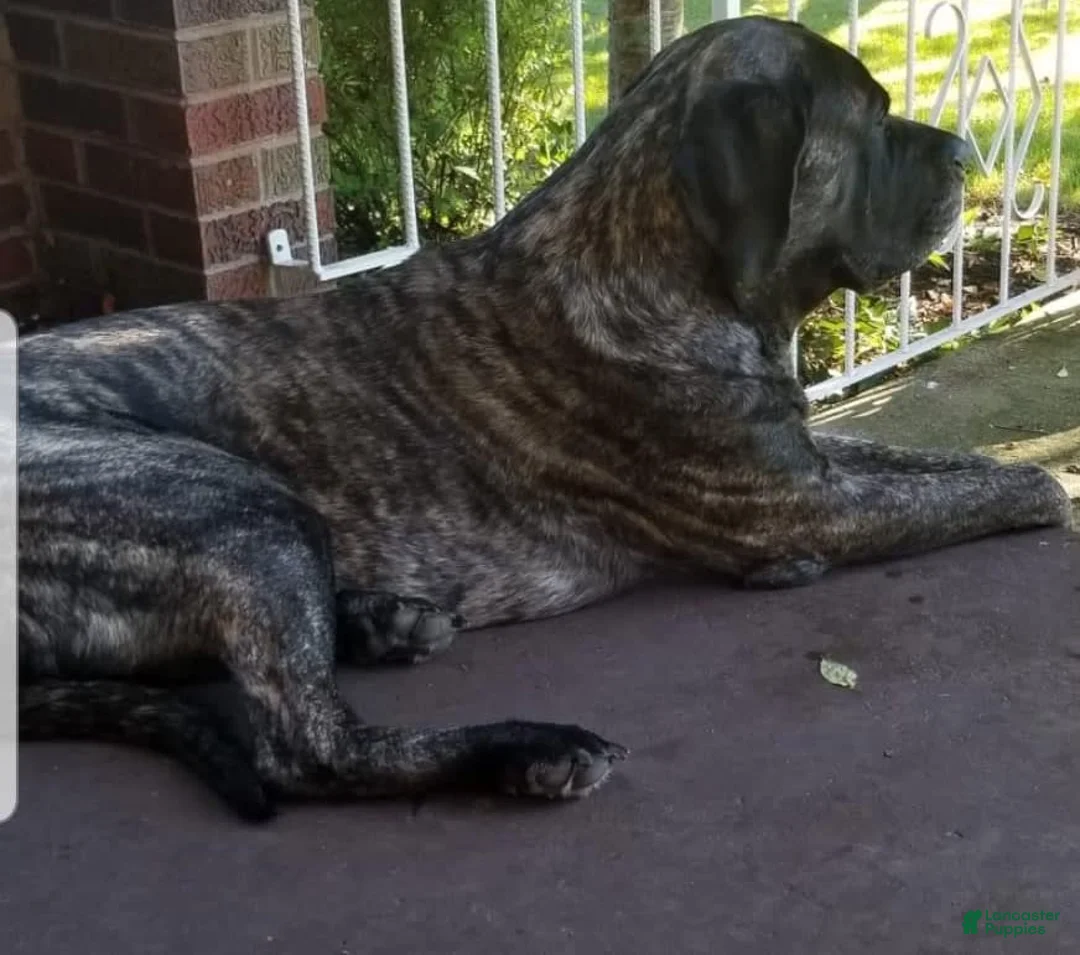 Gallery Image {{count}}