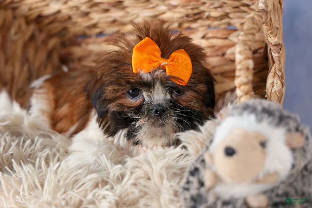 Shih Tzu dogs for sale: GEO - Ad 2