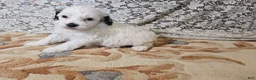 Mini Goldendoodle dogs for sale: Lily - Ad 6