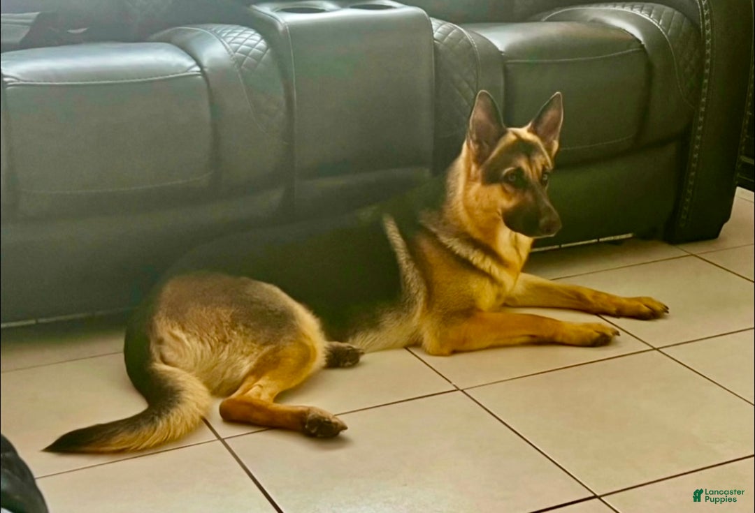 German Shepherd dogs for sale: German Shepherd Puppy 2 - Ad 2