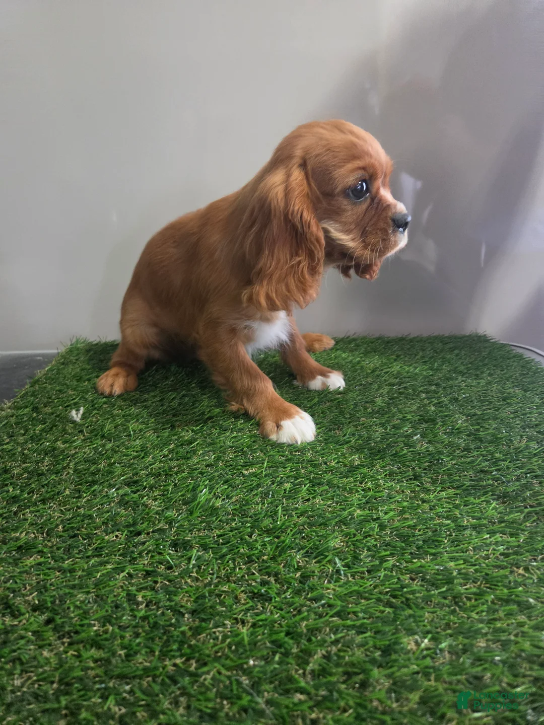 Cavalier King Charles Spaniel dogs for sale: Maisie - Ad 2