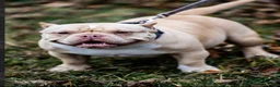 American Bully dogs for sale: American Bully 1 - Ad 13