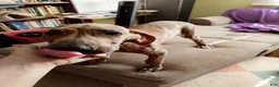 Great Dane dogs for sale: Great Dane 7 - Ad 31