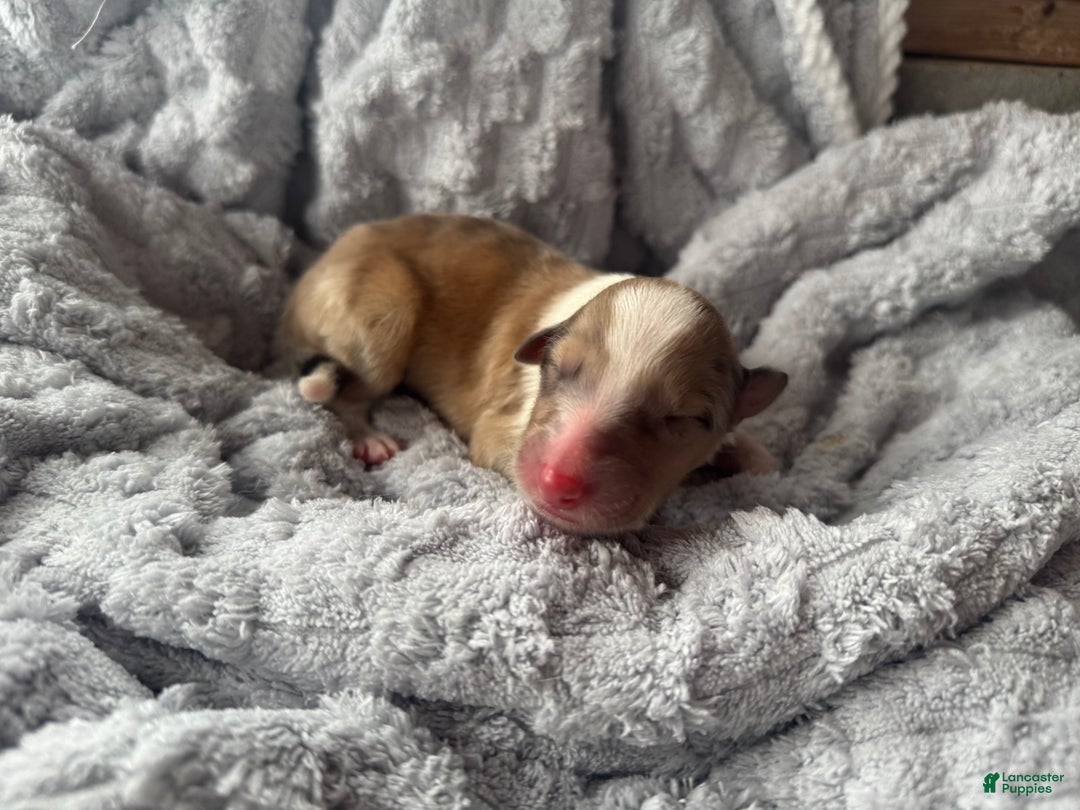 Collie dogs for sale: Nicks  - Ad 2