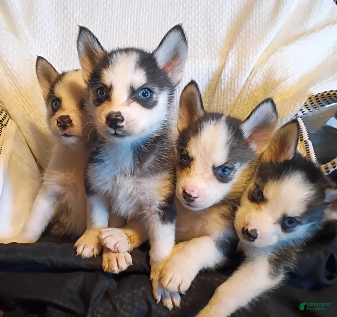 Pomsky dogs for sale: Pomsky Puppy 2 - Ad 2