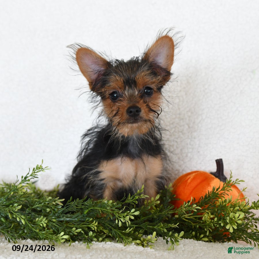 Shorkie dogs Lamar - Ad 1