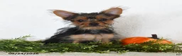 Shorkie dogs for sale: Lamar - Ad 1