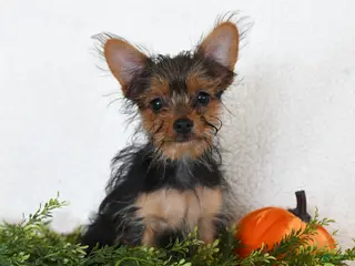 Shorkie dogs Lamar - Ad 1