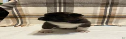 Akita dogs for sale: Lilla - Ad 8