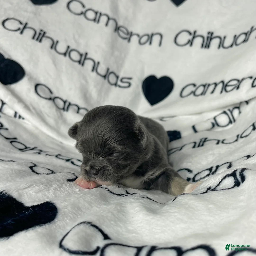 Chihuahua dogs for sale: Fiona Blue Tricolor Long Coat - Ad 8