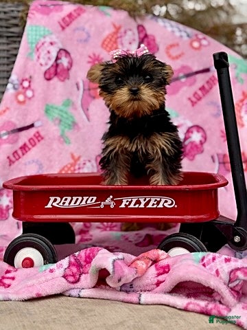 Yorkshire Terrier dogs Julie - Ad 2