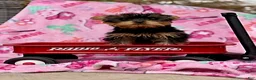 Yorkshire Terrier dogs for sale: Julie - Ad 2
