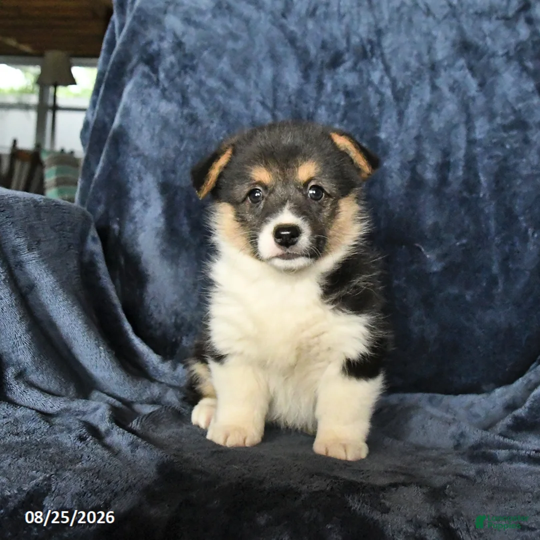 Welsh Corgi Pembroke dogs for sale: Raisin - Ad 2