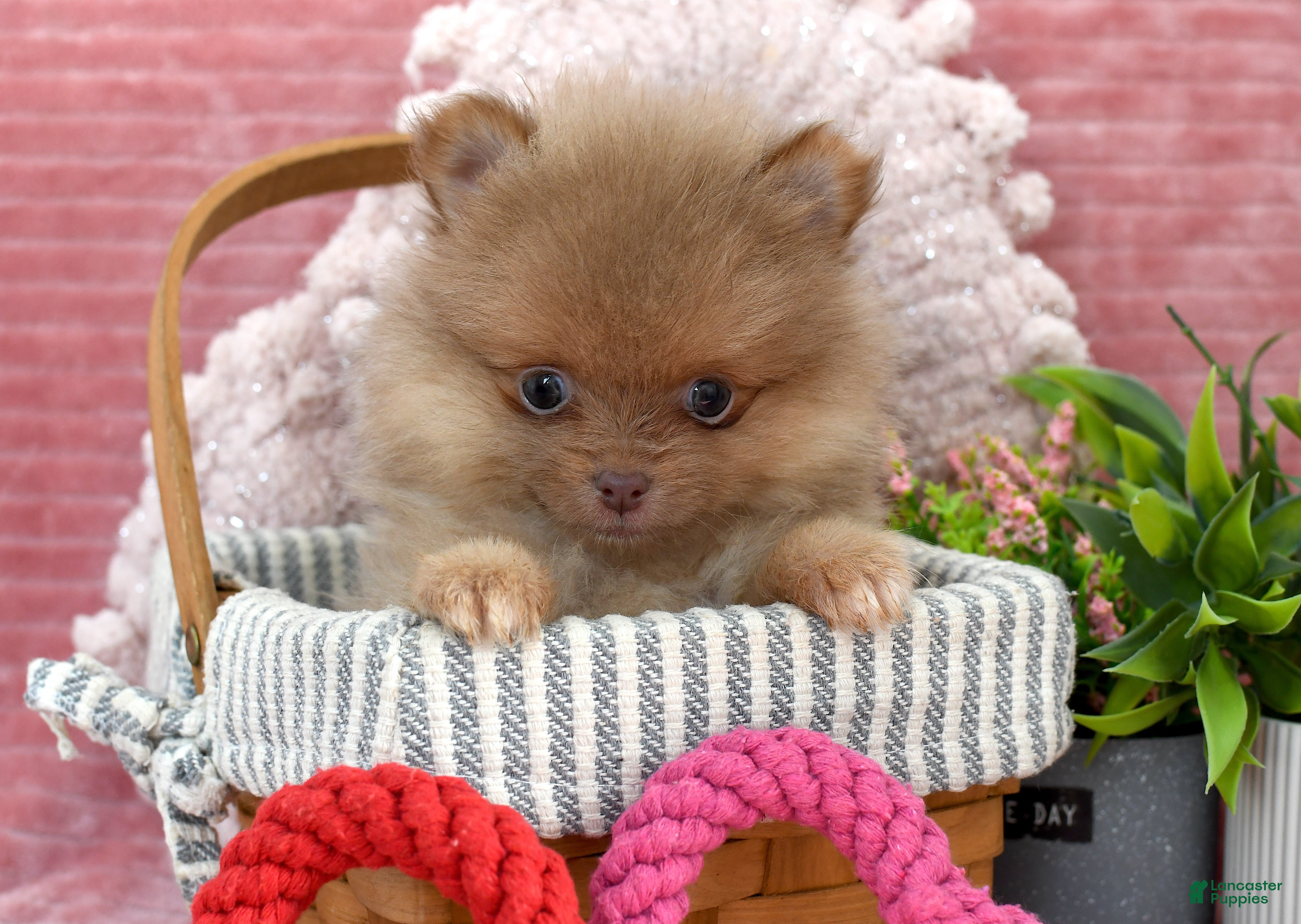 Pomeranian dogs Leo - Ad 7