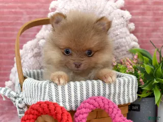 Pomeranian dogs Leo - Ad 7