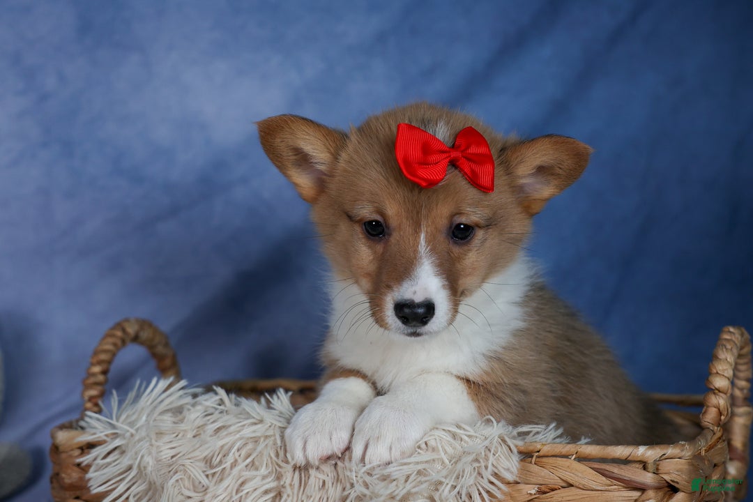Welsh Corgi Pembroke dogs for sale: Alex - Ad 2