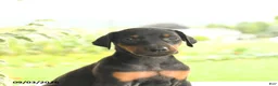 Doberman Pinscher dogs for sale: Asia - Ad 4