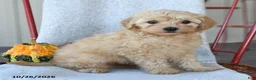 Cockapoo dogs for sale: Daisy - Ad 4