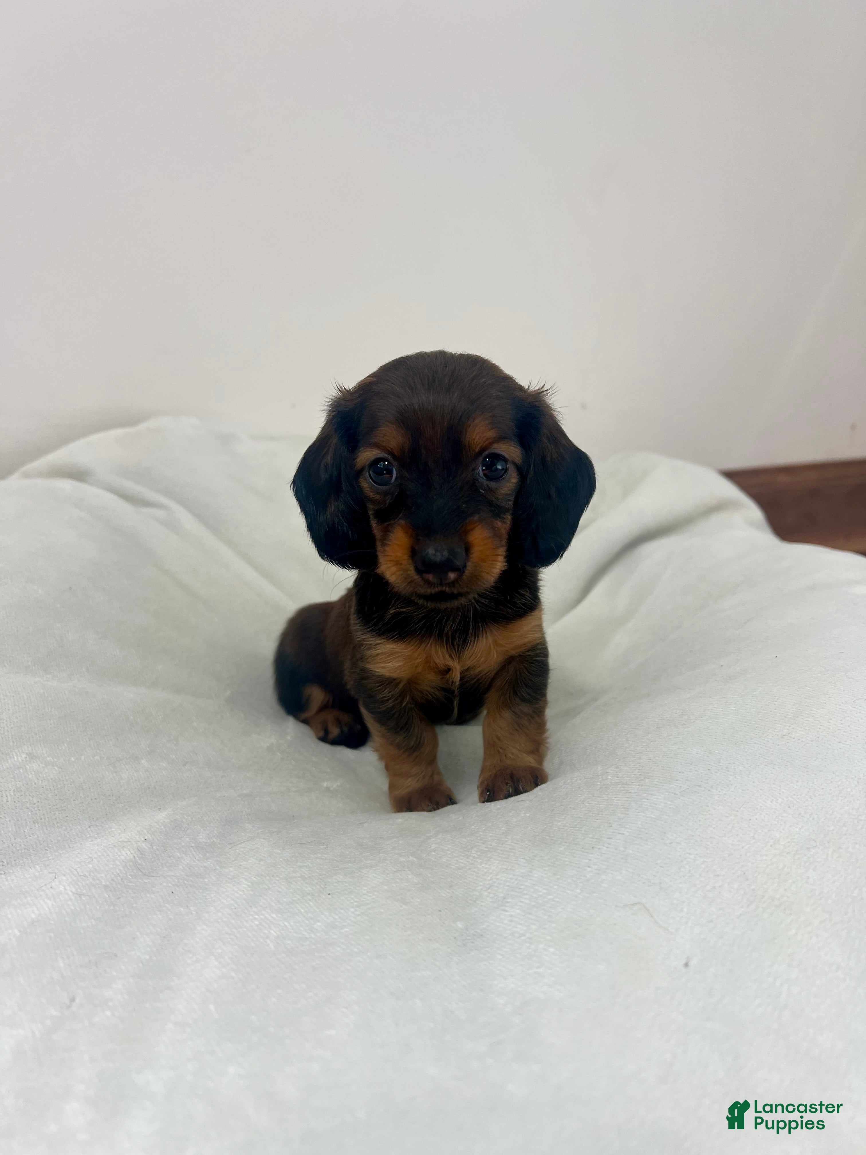Miniature Dachshund dogs for sale: Rose - Ad 2