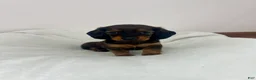 Miniature Dachshund dogs for sale: Rose - Ad 1