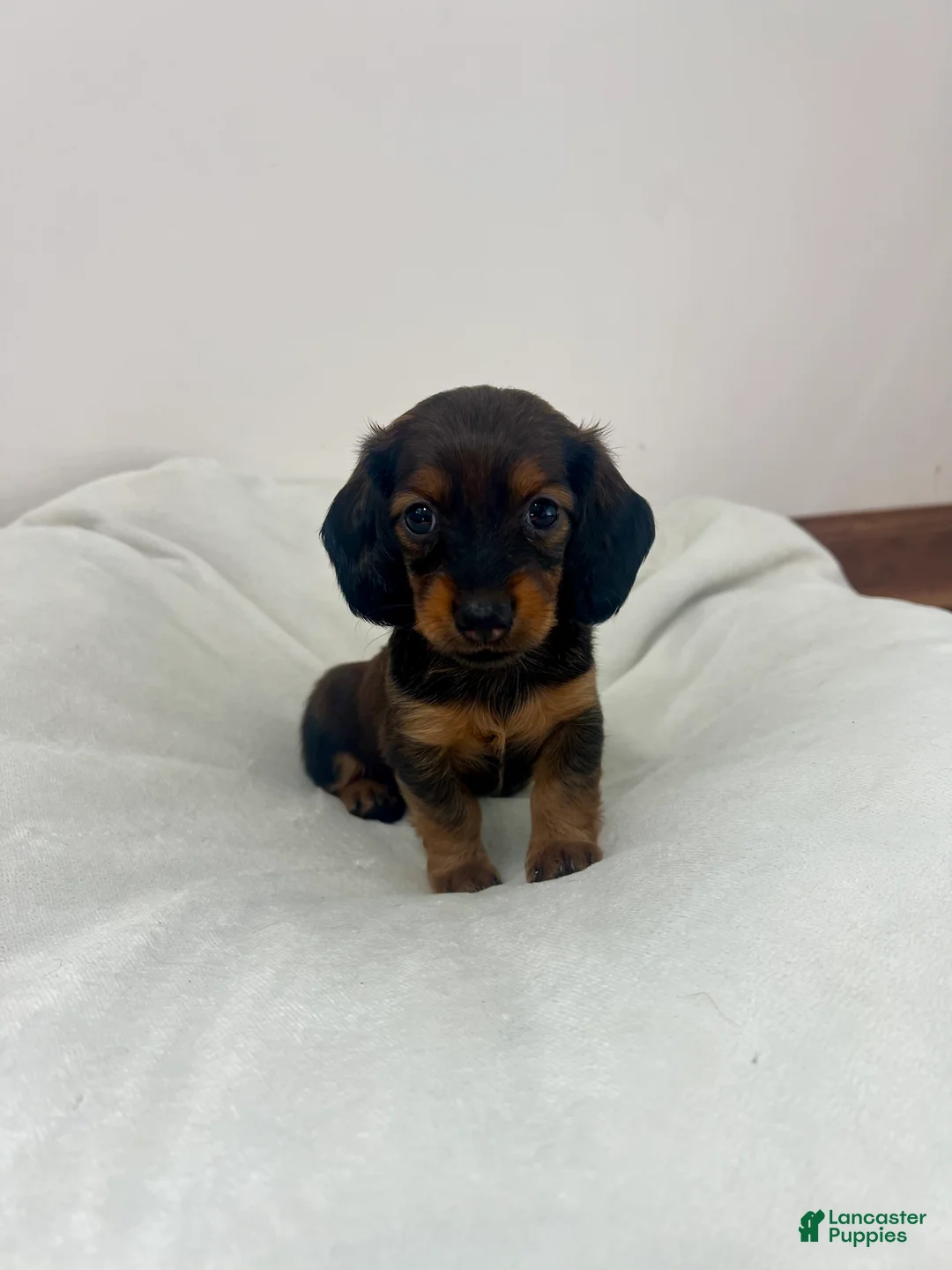 Miniature Dachshund dogs for sale: Rose - Ad 1