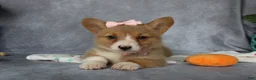 Welsh Corgi Pembroke dogs for sale: Lola - Ad 3
