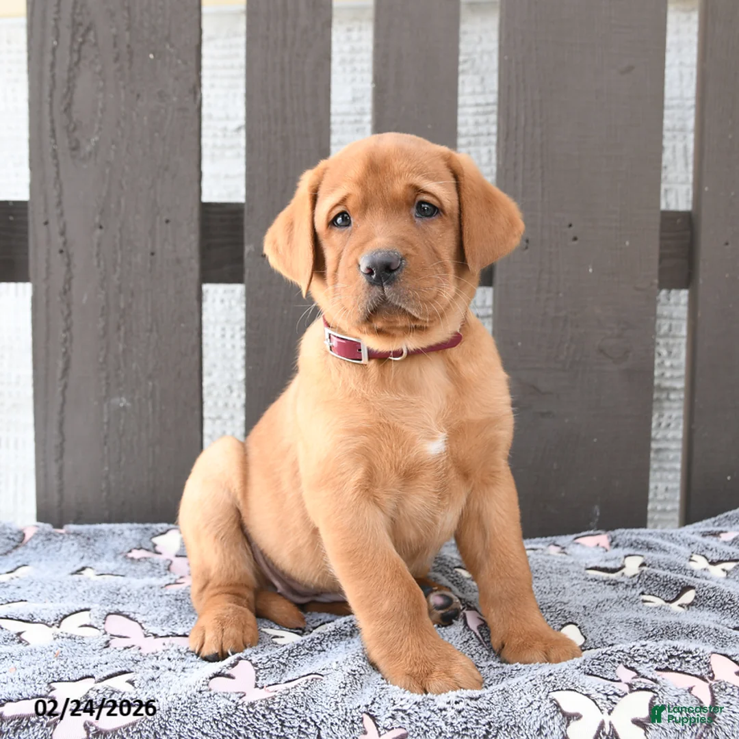 Labrador Retriever dogs for sale: Sara  - Ad 1