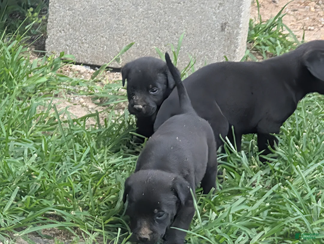 Mixed Breed dogs for sale: Black Bullmastador pup - Ad 2