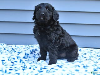 Mixed Breed dogs Anna - Ad 5