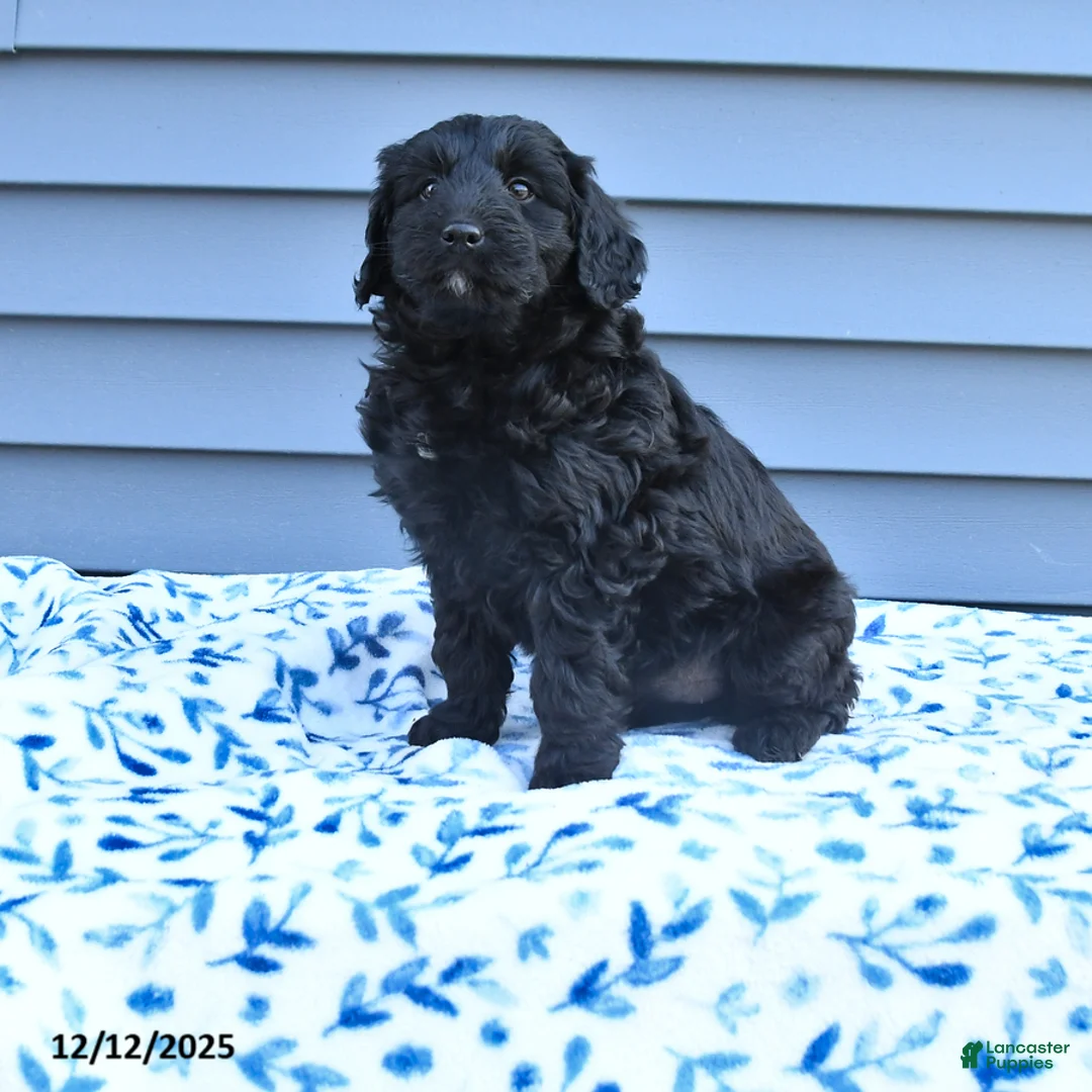 Mixed Breed dogs for sale: Anna - Ad 1