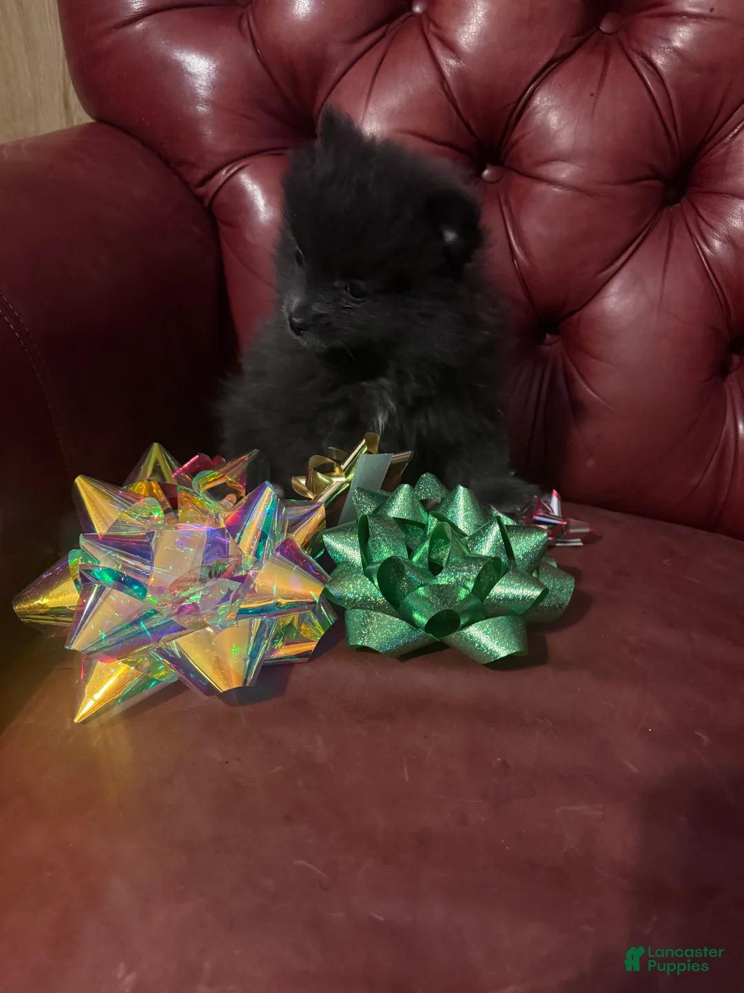 Pomeranian dogs for sale: Pomeranian Puppy 2 - Ad 1