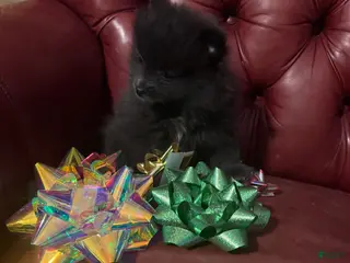 Pomeranian dogs Pomeranian Puppy 2 - Ad 26